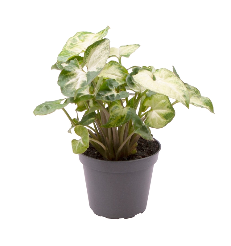 Сингониум "Pixie" 6/12 (Nieuwkoop Europe) 40098 - фото 100738