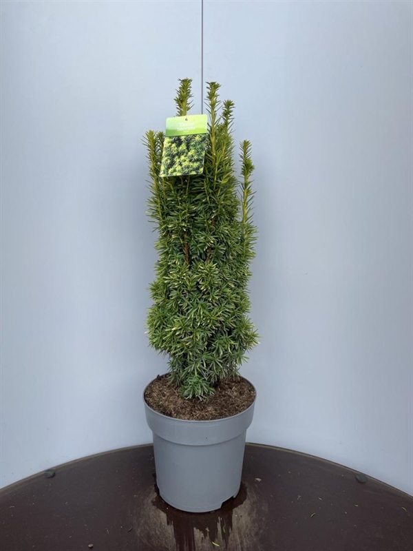 Тис ягодный "David" 28/100 (Nieuwkoop Europe) 40099 - фото 100739