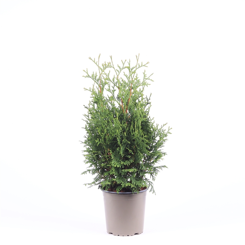 Туя западная "Holmstrup" 13/40 (Nieuwkoop Europe) 40109 - фото 100749