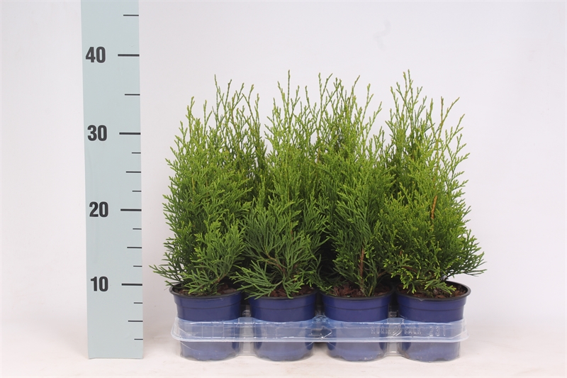 Туя западная "Smaragd" 11/55 (Nieuwkoop Europe) 40110 - фото 100750