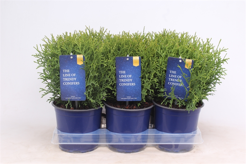 Туя западная "Tiny Tim" 15/40 (Nieuwkoop Europe) 40115 - фото 100755
