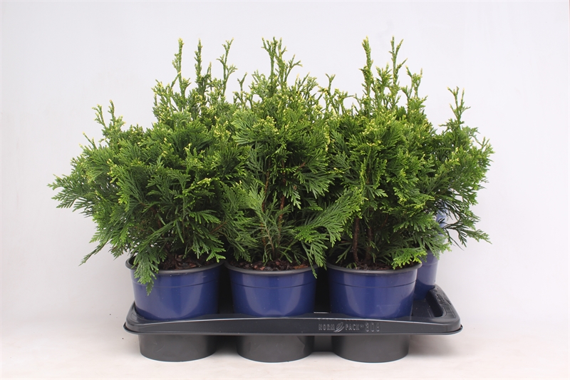 Туя складчатая (туя пликата) "Can-Can" 17/45 (Nieuwkoop Europe) 40117 - фото 100757