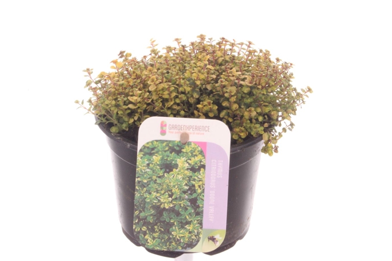 Тимьян (чабрец) "Doone Valley" 13/15 (Nieuwkoop Europe) 40119 - фото 100759