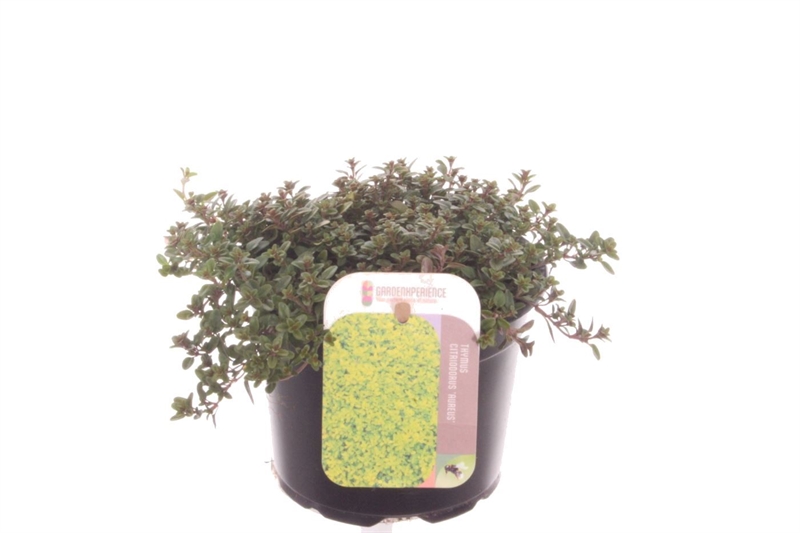 Тимьян лимоннопахнущий (чабрец лимонный) "Aureus" 13/15 (Nieuwkoop Europe) 40122 - фото 100762