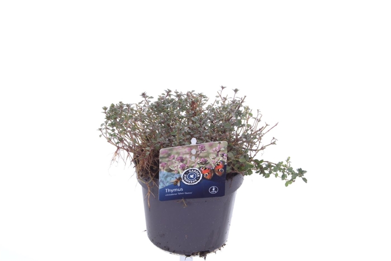 Тимьян лимоннопахнущий (чабрец лимонный) "Silver Queen" 13/25 (Nieuwkoop Europe) 40124 - фото 100764