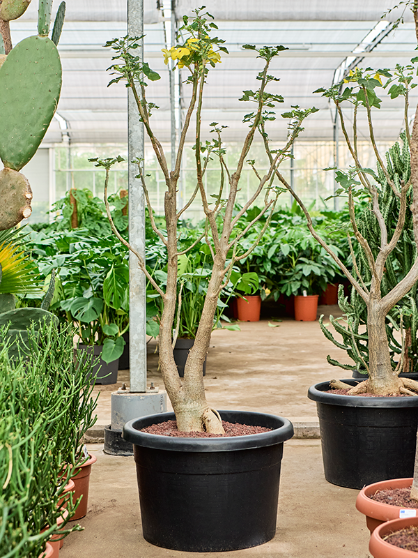 Ункарина декари 50/170 (Nieuwkoop Europe) 40128 - фото 100768