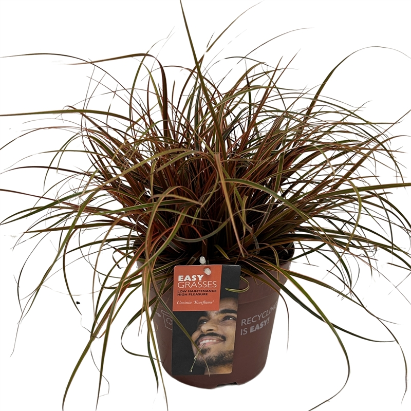 Унциния красная (унциния рубра) "Everflame" 17/35 (Nieuwkoop Europe) 40129 - фото 100769