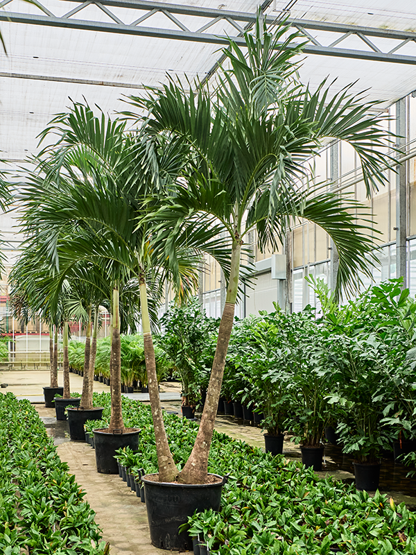 Вейтчия мерилли (адонидия) 65/425 (Nieuwkoop Europe) 40132 - фото 100772