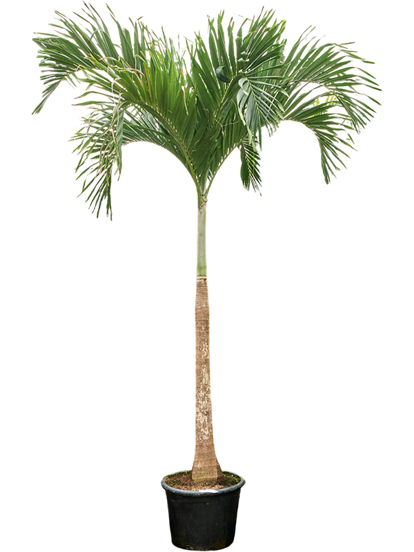 Вейтчия мерилли (адонидия) 45/425 (Nieuwkoop Europe) 40133 - фото 100773