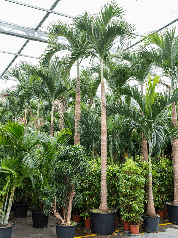 Вейтчия мерилли (адонидия) 80/550 (Nieuwkoop Europe) 40134 - фото 100774