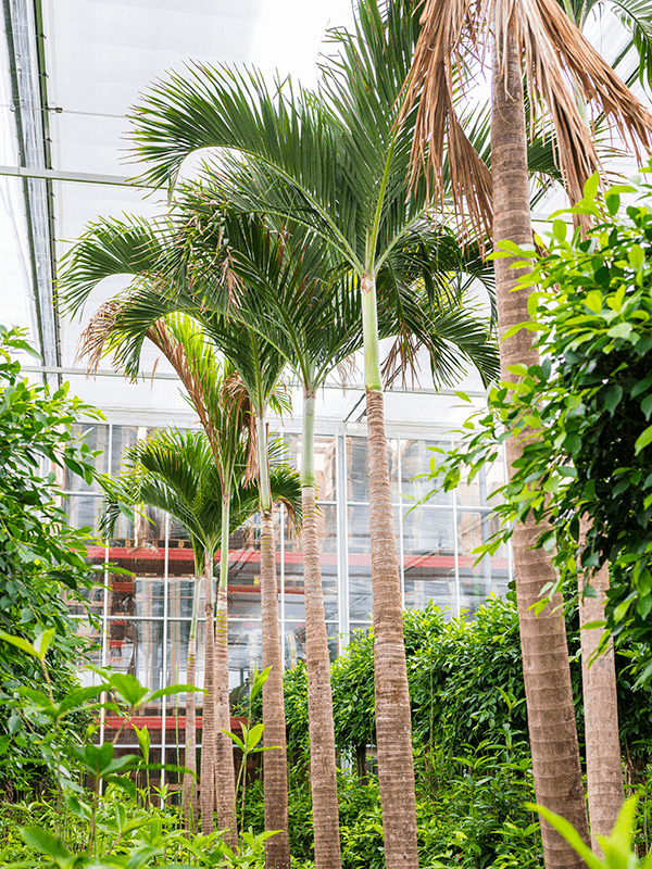 Вейтчия мерилли (адонидия) 80/575 (Nieuwkoop Europe) 40135 - фото 100775