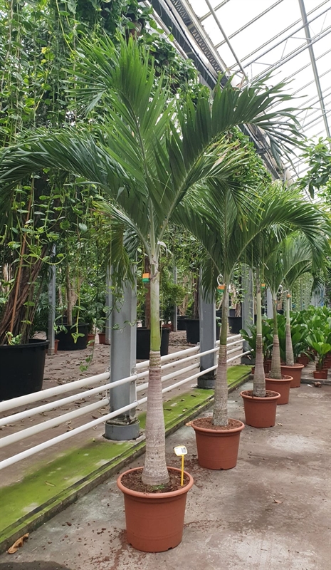 Вейтчия мерилли (адонидия) 55/350 (Nieuwkoop Europe) 40138 - фото 100778