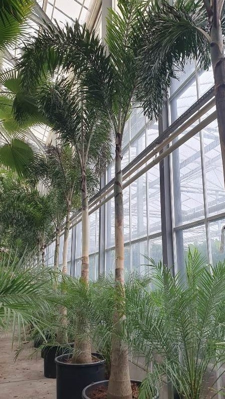 Водиетия раздвоенная (пальма "Лисий хвост") 80/600 (Nieuwkoop Europe) 40139 - фото 100779