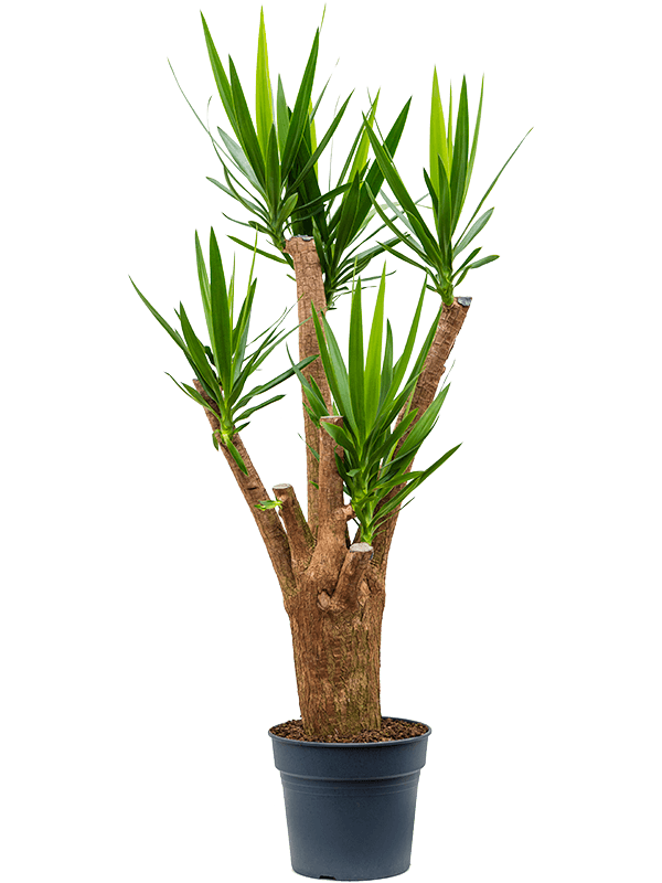 Юкка слоновая 34/180 (Nieuwkoop Europe) 40146 - фото 100786