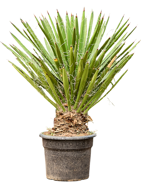 Юкка факсониана 50/160 (Nieuwkoop Europe) 40147 - фото 100787