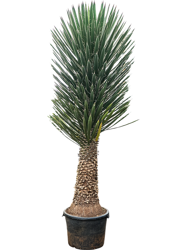 Юкка нитеносная (филифера) 38/185 (Nieuwkoop Europe) 40148 - фото 100788