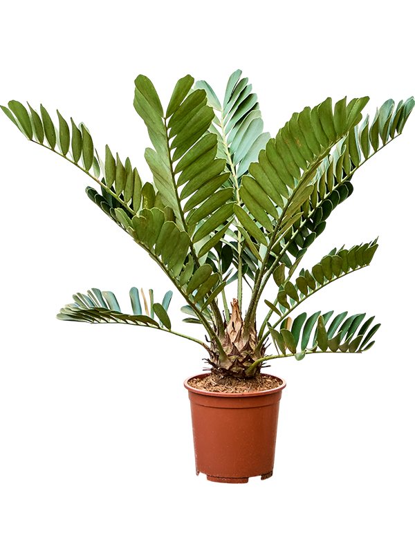 Замия шершавая (замия фурфурацея) 27/90 (Nieuwkoop Europe) 40150 - фото 100790