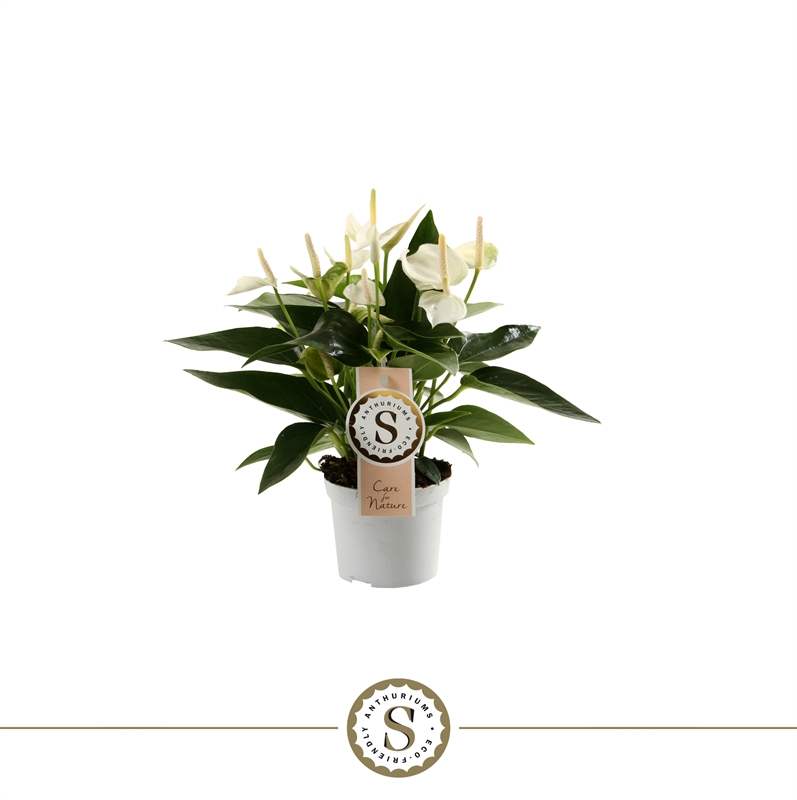 Антуриум "White Champion" белый 9/30 (Nieuwkoop Europe) 40152 - фото 100796
