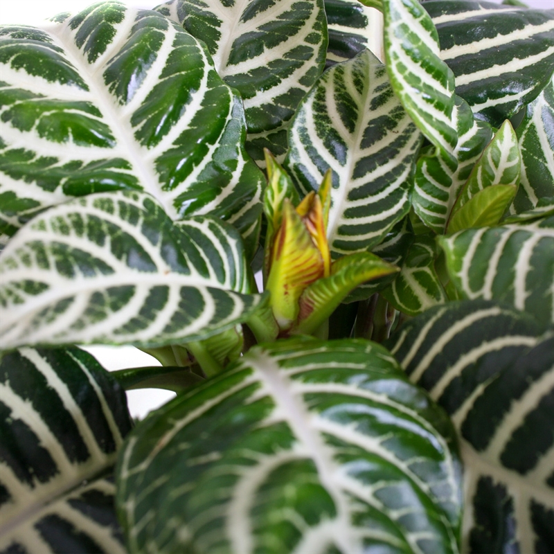 Афеландра оттопыренная (Nieuwkoop Europe) 40157 - фото 100801