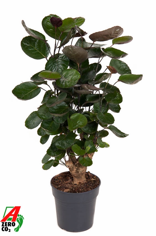 Аралия (полисциас) "Fabian" 19/80 (Nieuwkoop Europe) 40160 - фото 100804