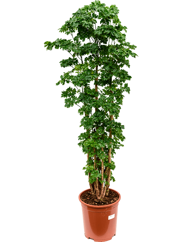 Аралия (полисциас) "Roble" 27/110 (Nieuwkoop Europe) 40161 - фото 100805