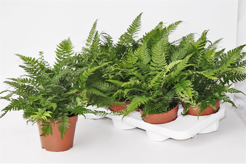 Атириум спикатум (кочедыжник колосистый) 14/35 (Nieuwkoop Europe) 40164 - фото 100808