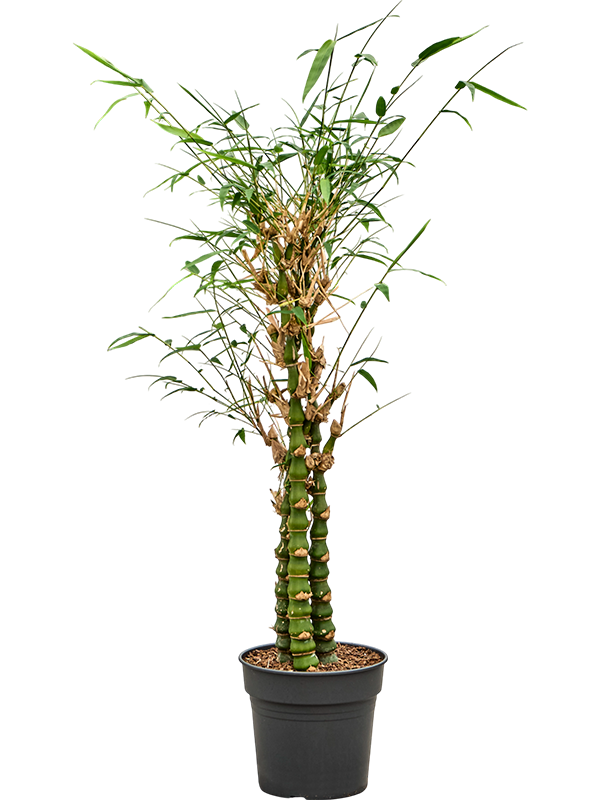 Бамбук вздутый (Бамбук вентрикоза) 27/150 (Nieuwkoop Europe) 40167 - фото 100811