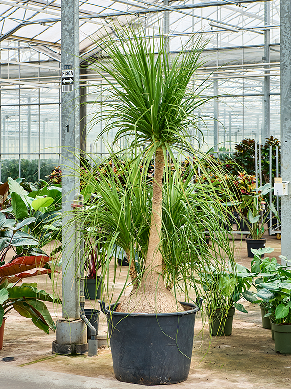 Нолина рекурвата (бокарнея отогнутая) "Nolina" 60/260 (Nieuwkoop Europe) 40173 - фото 100817