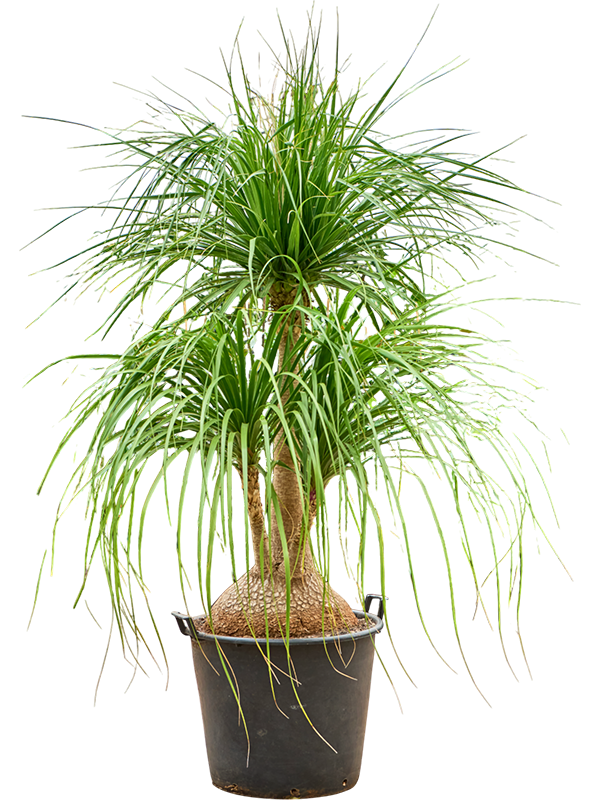 Нолина рекурвата (бокарнея отогнутая) "Nolina" 55/220 (Nieuwkoop Europe) 40174 - фото 100818