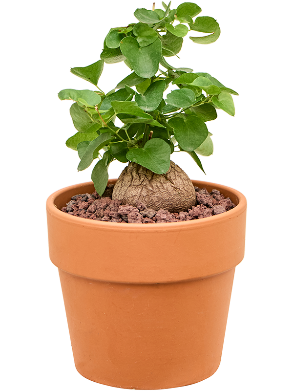 Диоскорея слоновая («слоновая нога») 15/20 (Nieuwkoop Europe) 40182 - фото 100826