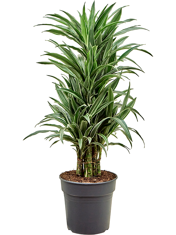 Драцена деремская "Warneckei" 27/120 (Nieuwkoop Europe) 40184 - фото 100828