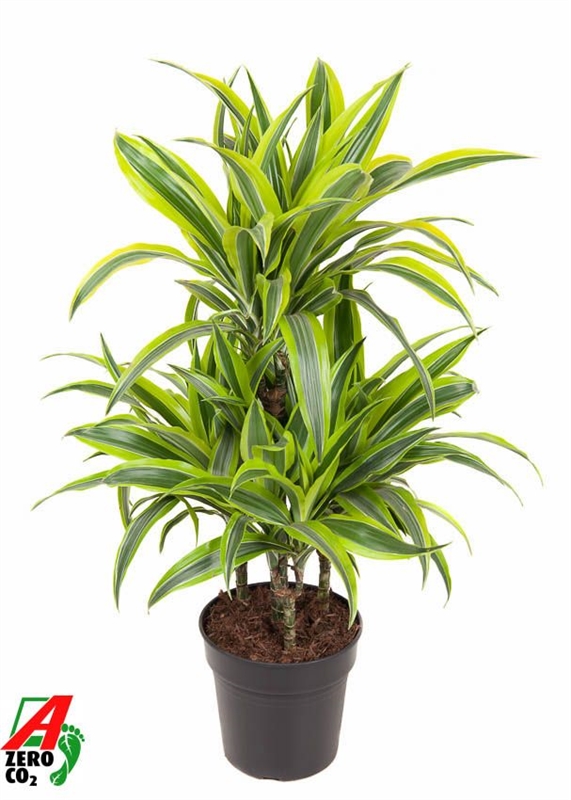 Драцена душистая (фрагранс) "Lemon Lime" 21/100 (Nieuwkoop Europe) 40193 - фото 100837