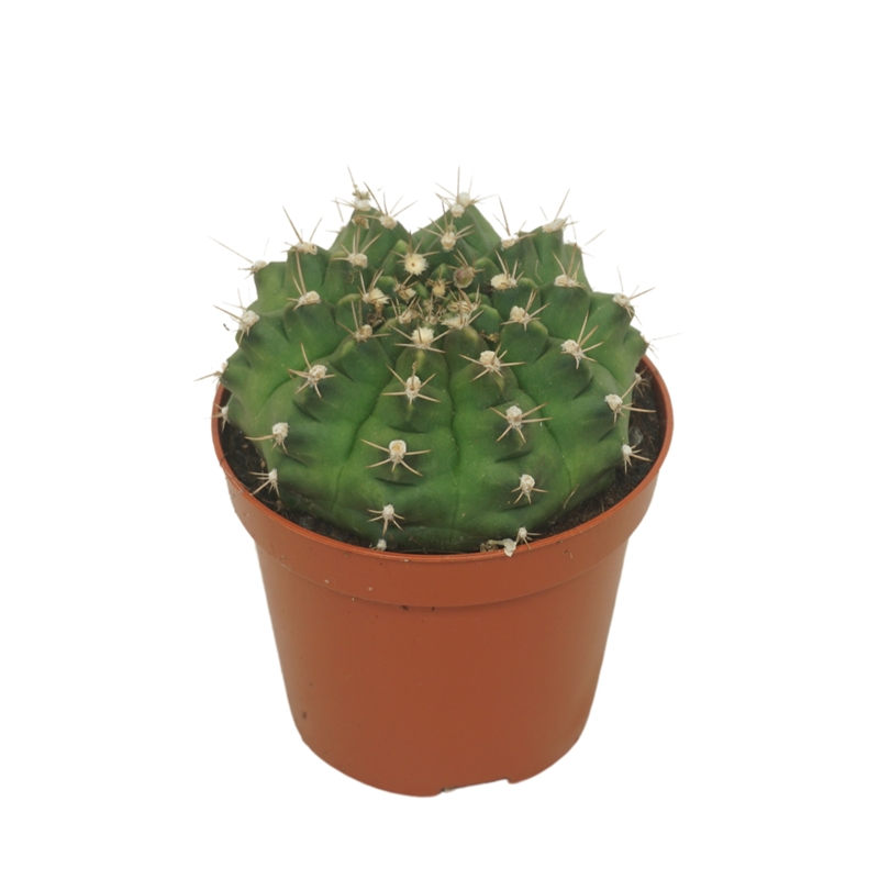 Гимнокалициум Дамси 8/12 (Nieuwkoop Europe) 40201 - фото 100845