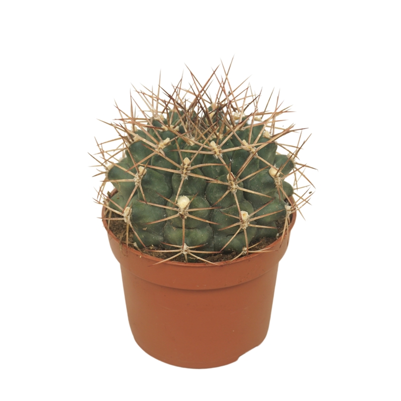 Гимнокалициум делаэти 10/15 (Nieuwkoop Europe) 40202 - фото 100846