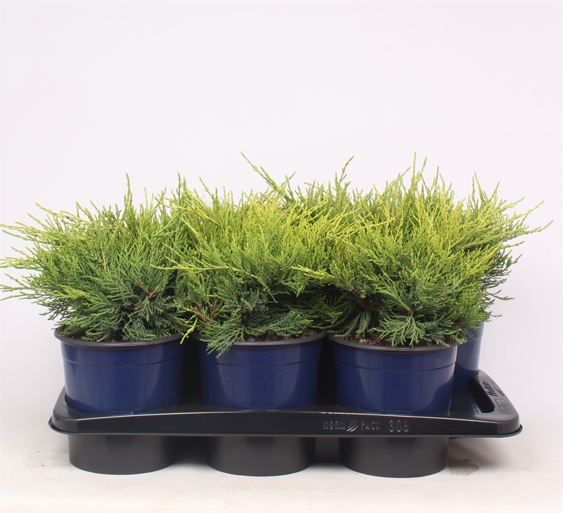 Можжевельник средний (можжевельник пфитцериана) "Gold Coast" 17/35 (Nieuwkoop Europe) 40211 - фото 100855