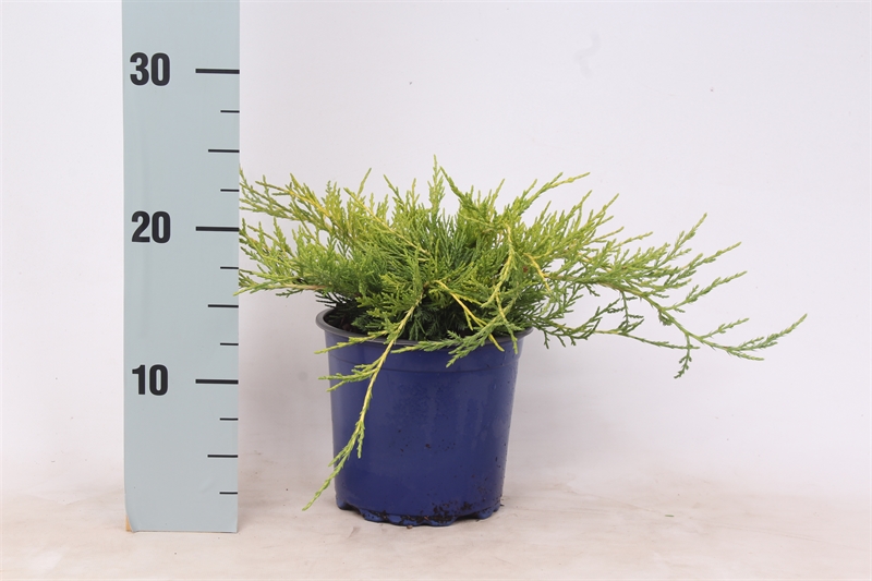 Можжевельник средний (можжевельник пфитцериана) "Gold Coast" 15/25 (Nieuwkoop Europe) 40214 - фото 100858