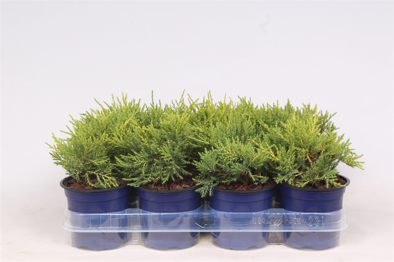 Можжевельник средний (можжевельник пфитцериана) "Old Gold" 11/20 (Nieuwkoop Europe) 40218 - фото 100862