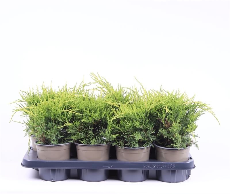 Можжевельник средний (можжевельник пфитцериана) "Old Gold" 13/20 (Nieuwkoop Europe) 40219 - фото 100863