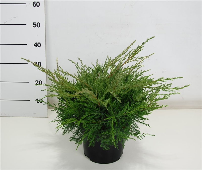 Можжевельник средний (можжевельник пфитцериана) "Pfitzeriana Compacta" 23/40 (Nieuwkoop Europe) 40225 - фото 100869