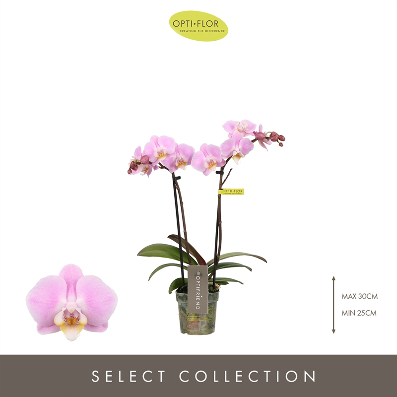 Фаленопсис мультифлора "Fenna" две ветки розовый 7/25 (Nieuwkoop Europe) 40227 - фото 100871