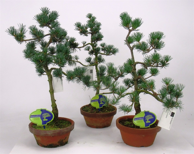 Сосна мелкоцветковая (парвифлора) 16/40 (Nieuwkoop Europe) 40236 - фото 100880