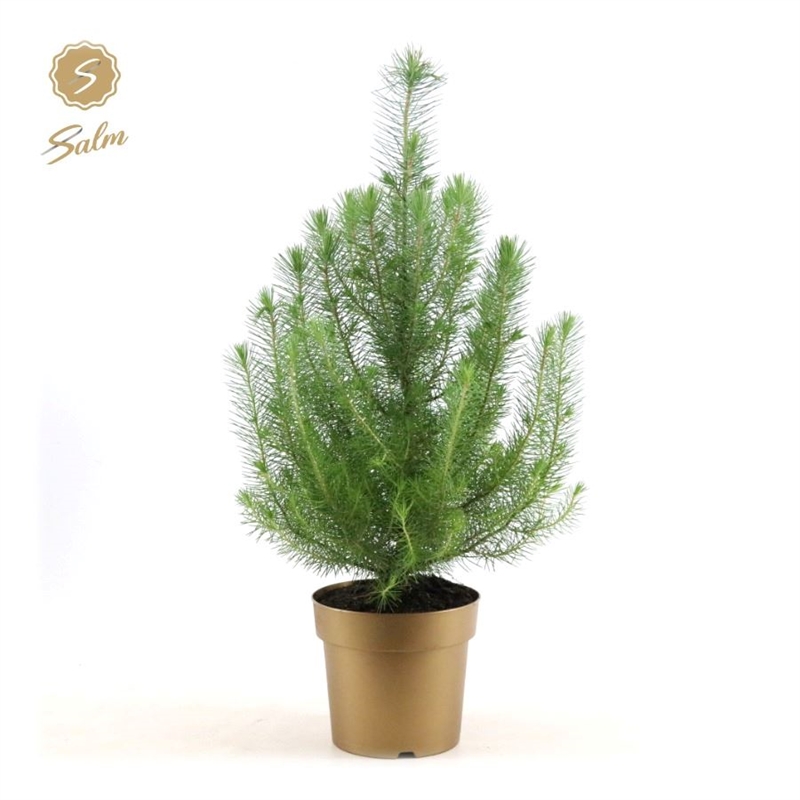 Сосна пиния (cосна итальянская) "Silver Crest" 17/50 (Nieuwkoop Europe) 40243 - фото 100887