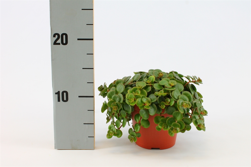 Очиток (седум) "Tornado" 12/20 (Nieuwkoop Europe) 40244 - фото 100888