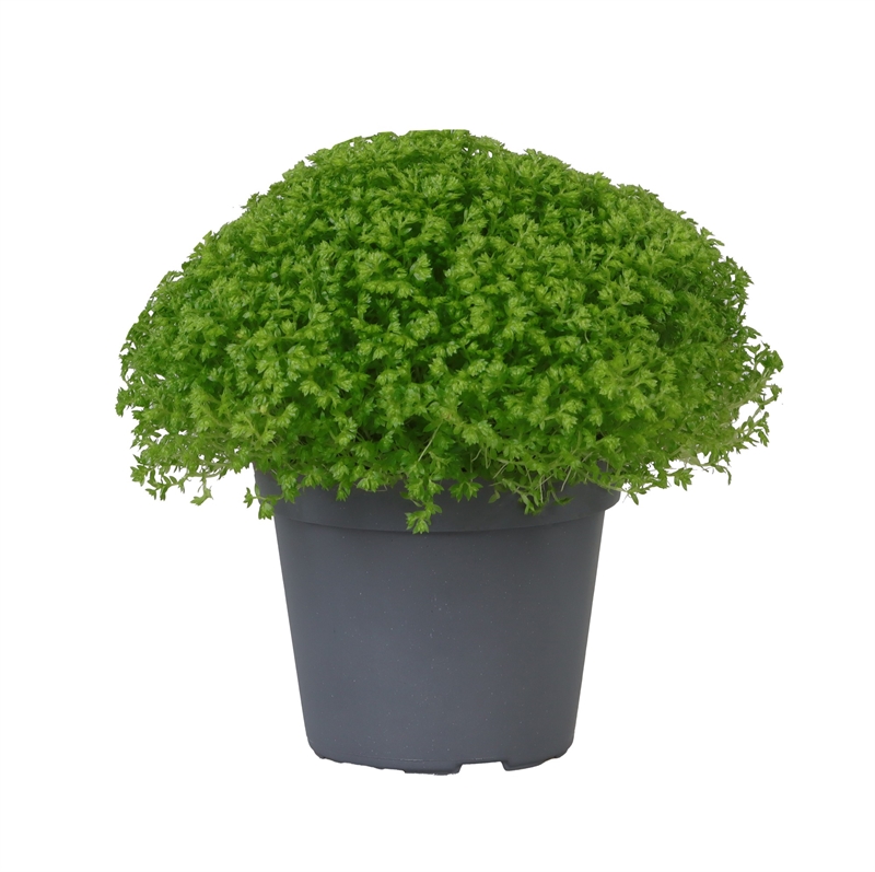 Селагинелла безножковая (селагинелла апода) 6/9 (Nieuwkoop Europe) 40246 - фото 100890