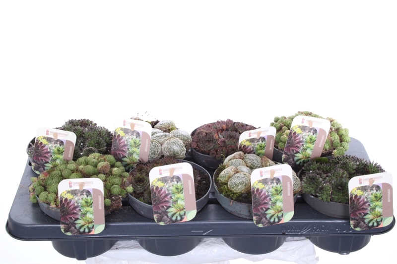 Молодило микс 13/15 (Nieuwkoop Europe) 40250 - фото 100894