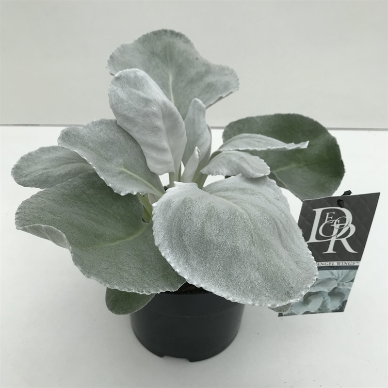 Крестовник белеющий (сенецио кандиканс) "Angel Wings" 17/20 (Nieuwkoop Europe) 40252 - фото 100896