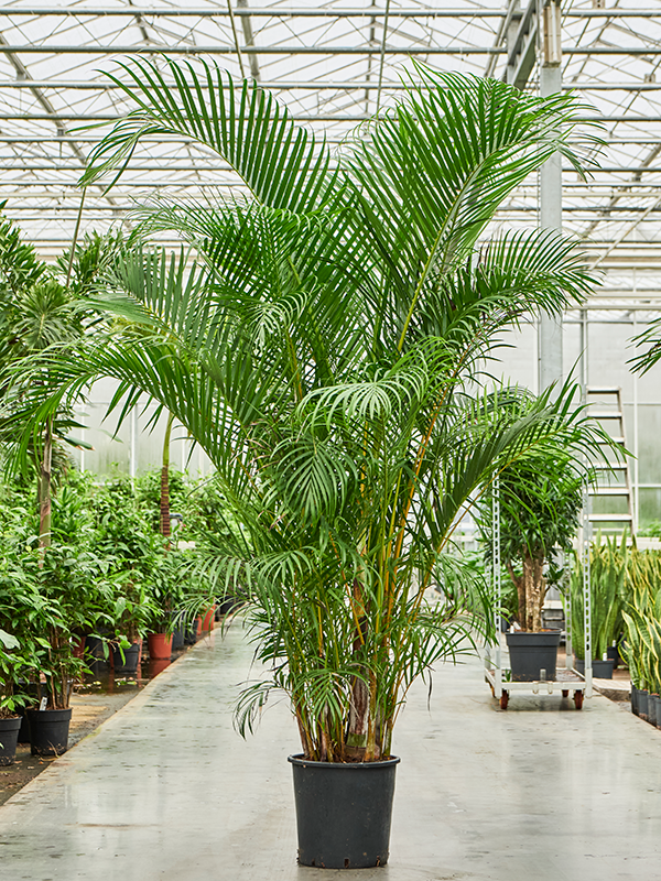 Арека хризалидокарпус (дипсис желтоватый) 38/240 (Nieuwkoop Europe) 40254 - фото 100898