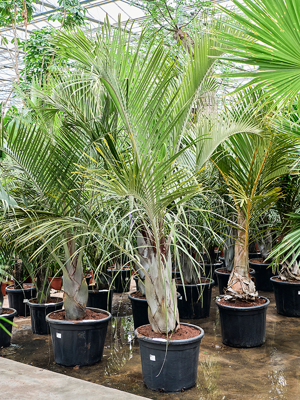 Неодипсис Декари (дипсис Декари) 55/250 (Nieuwkoop Europe) 40255 - фото 100899