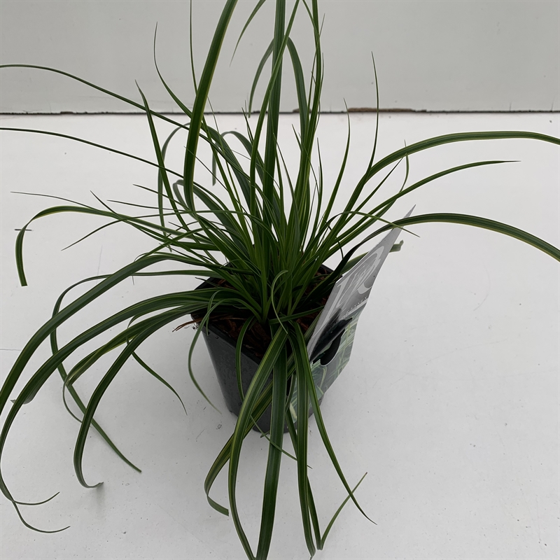 Осока охименская (осока ошимская) "Evercolor Everlime" 13/25 (Nieuwkoop Europe) 40261 - фото 100905