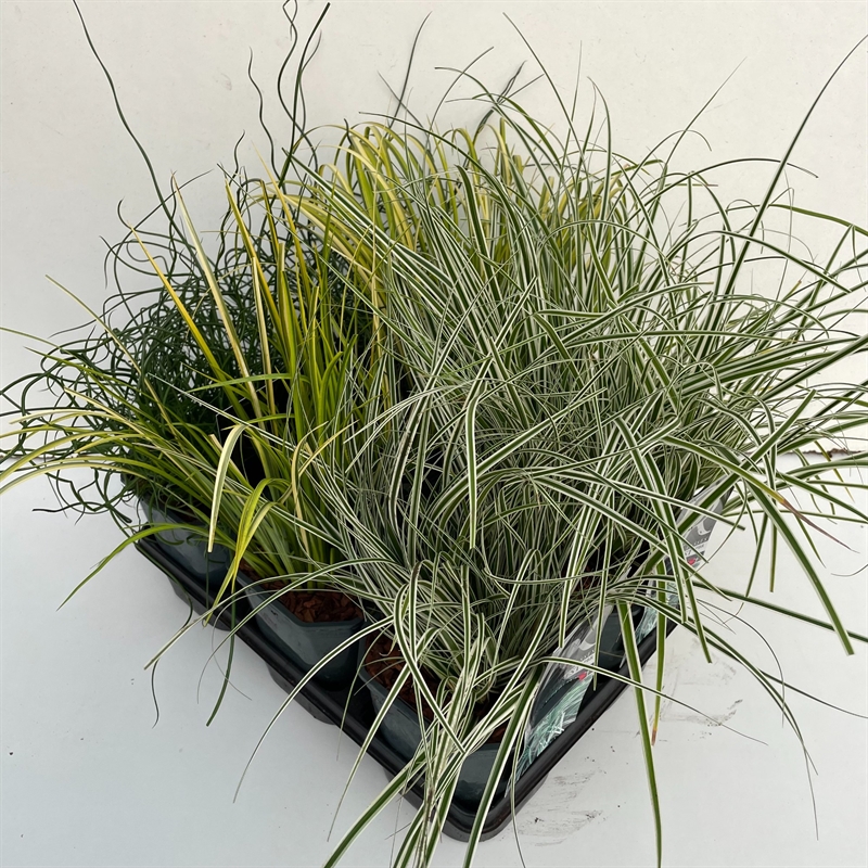 Осока охименская (осока ошимская) микс 17/30 (Nieuwkoop Europe) 40276 - фото 100920